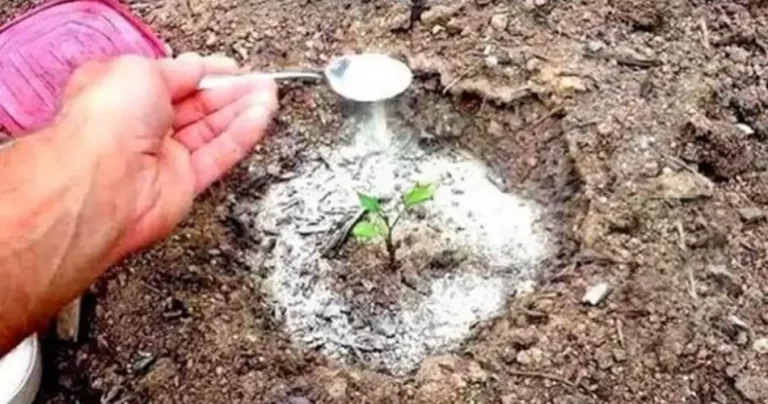 Baking soda is a gardener’s best friend: here are 10 clever uses in the garden