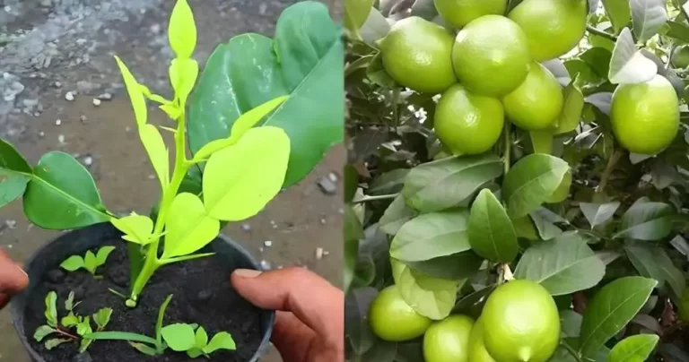 Farmers trick to grow lemon cuttings within 30 days