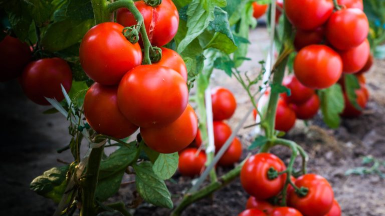 Tomato growing secrets for a big harvest
