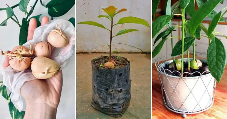 6 Tips for Growing Avocado in a Pot and Getting it to Fruit