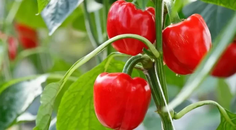 7 Essential Tips for Growing Thriving Peppers in Pots