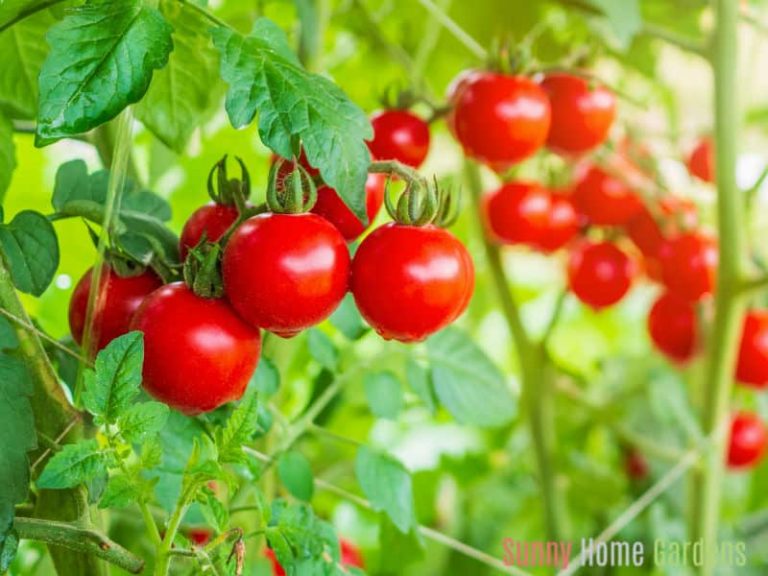 Best Tomato Growing Tips and Secrets to Better Tomatoes!